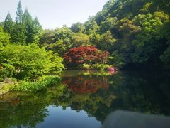 -龙井村