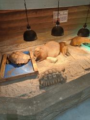 -Zoolung Zoolung动物主题公园(海信广场店)