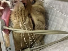 -艾贝尔宠物医院·24H转诊中心·肿瘤猫专科(江宁双龙店)