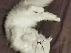 -爱诺耐芙动物医院(万博店)