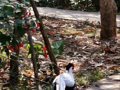 -福建鲤鱼洲酒店