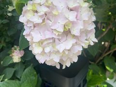 -吕氏焗小鲜•海鲜青岛菜(八大关店)