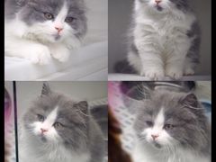 -lincat·猫舍(广州店)