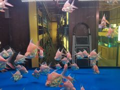 -中环花鸟鱼虫市场
