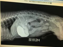 -北京观赏动物医院·24小时大型综合·猫专科·异宠专科