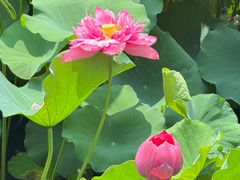 -荔湾湖公园