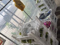 -马陆小张葡萄园农家乐