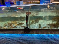 -小天鹅戴斯酒店鲸鲨百汇创作料理