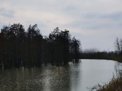 -池杉湖湿地公园