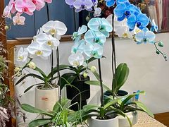 -L.C FLORA花予你(城西银泰城店)