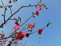 -南国桃园旅游度假区