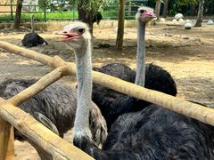 -大连森林动物园