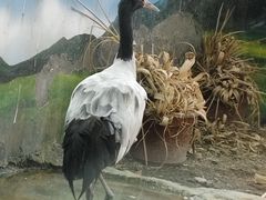 -成都动物园