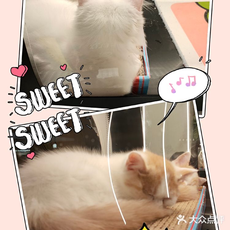 治愈小站💞萌化你的心『猫舍空间站』
