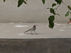 -库车王府