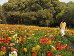 -上海共青森林公园