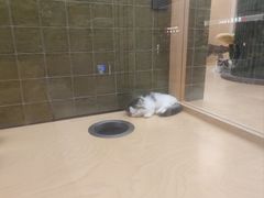 -帕帕拉兹宠物(亚洲旗舰店)