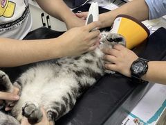 -瑞派动物医院·猫专科·至诚(江南中分院)