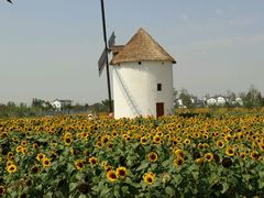 -金卉庄园