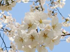 -新虹桥中心花园