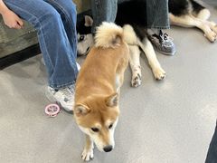 -共舞时光猫咖·狗咖(新街口店)