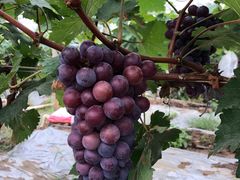 -麦园农庄·西江河鲜