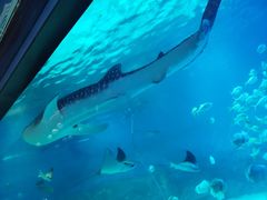 -烟台海昌鲸鲨海洋公园