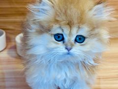 -猫十亿·布偶金渐层·曼基康矮脚猫舍(青年路店)