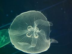 -海合安武汉极地海洋公园