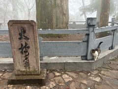 -天目山大树王景区