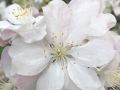 -海棠花溪(元大都城垣遗址公园)