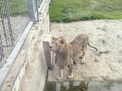 -西霞口神雕山野生动物世界