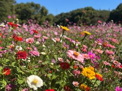 -上海共青森林公园