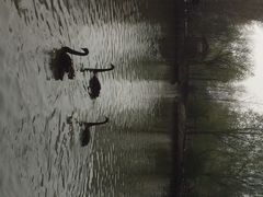 iphone_upload_pic-溱湖国家湿地公园