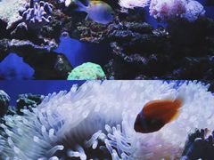 -石家庄海洋公园