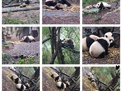 -成都大熊猫繁育研究基地