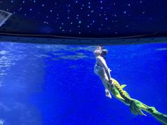 -海合安武汉极地海洋公园
