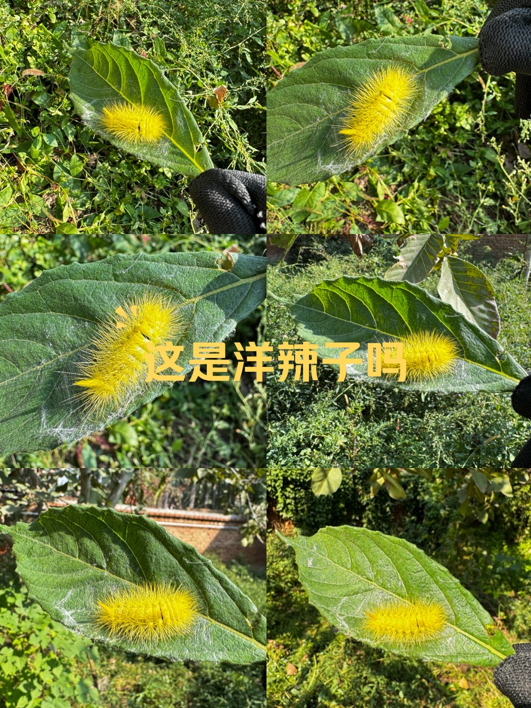 贴树皮毛毛虫图片