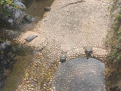 -广东惠东海龟国家级自然保护区