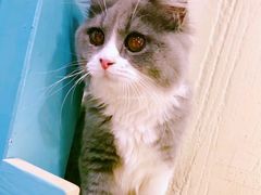 -猫小院猫主题咖啡厅(北锣店)