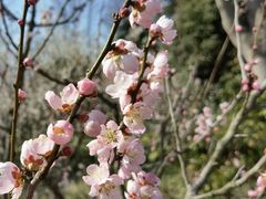 -梅花山(明孝陵内)