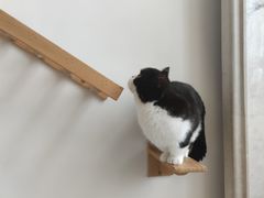 -Catmate·猫肥家润(金润铂宫店)