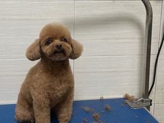 -芭比堂动物医院广州顽皮分院