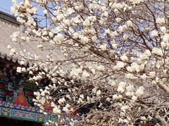 -护国法轮寺