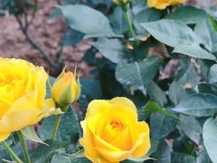 -人民公园(罗湖区)