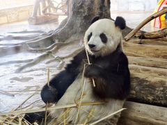 -海南热带野生动植物园