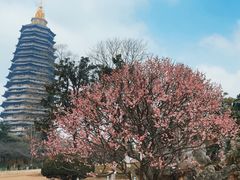 -红梅公园
