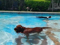 -汪说喵讲宠物乐园宠物酒店(红星美凯龙店)