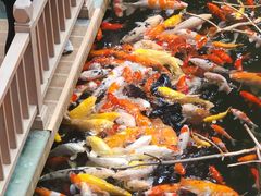 -南宫五洲植物乐园