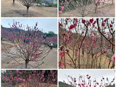 -南国桃园旅游度假区